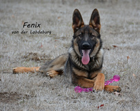 Fenix